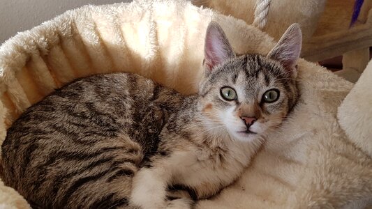 Cute pretty cat's eyes