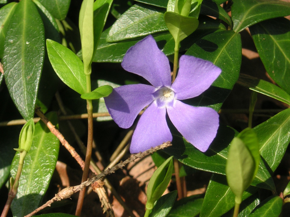 Mauve vinca vinca major floral