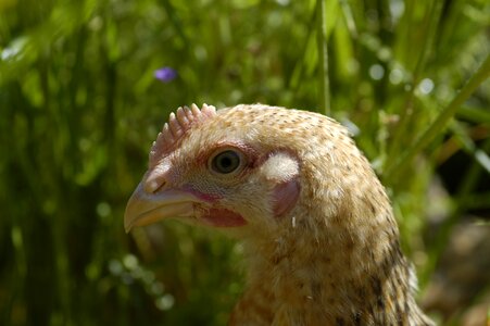 Domestic fowl look head
