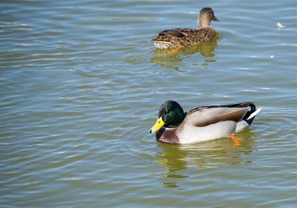 Lake water bird