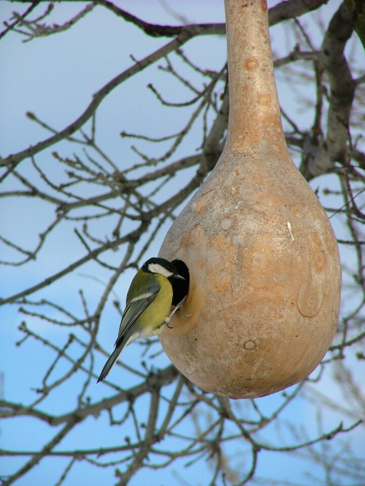 Animal titmouse bird feeder