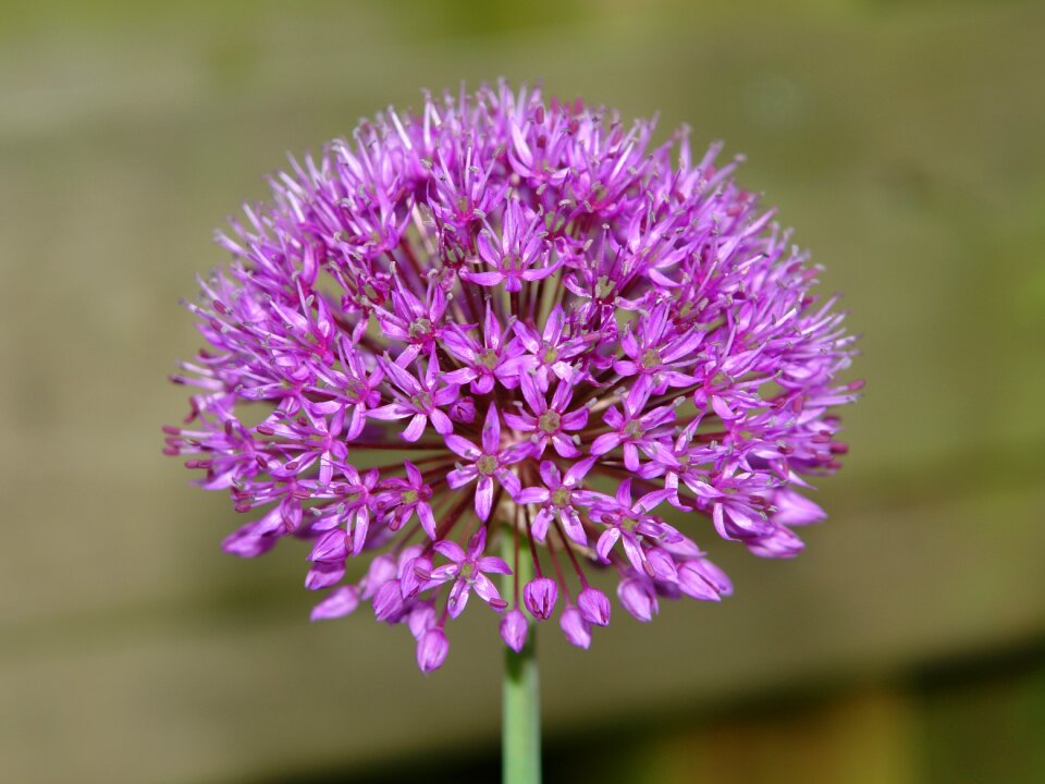 Allium giganteum flower purple