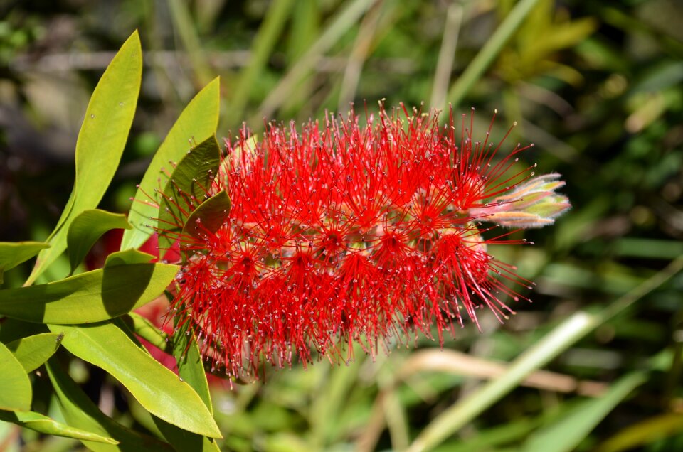 Shrub plant nature
