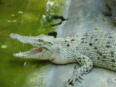 Crocodile mouth teeth photo