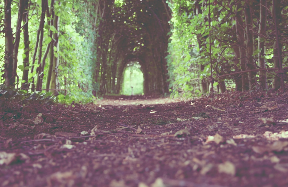 Forest path forest floor