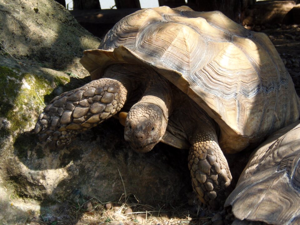Turtle animal reptile