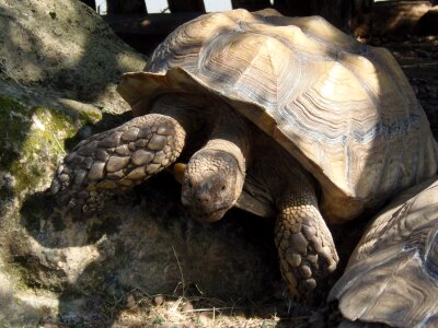 Turtle animal reptile