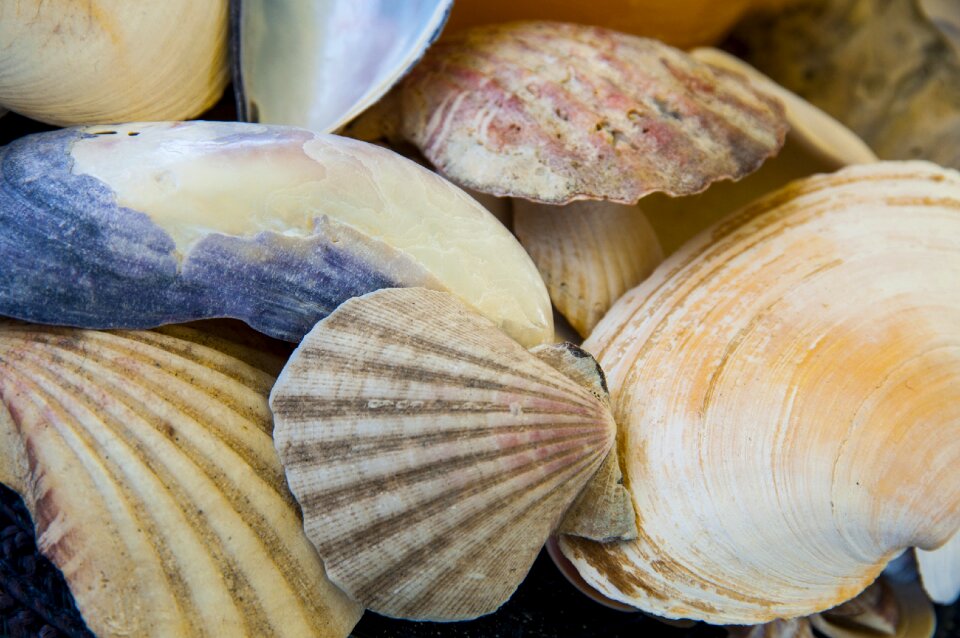 Sea shells mussels
