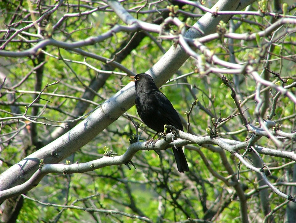 Blackbirds thrush nature