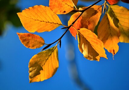 Fall color autumn leaves photo