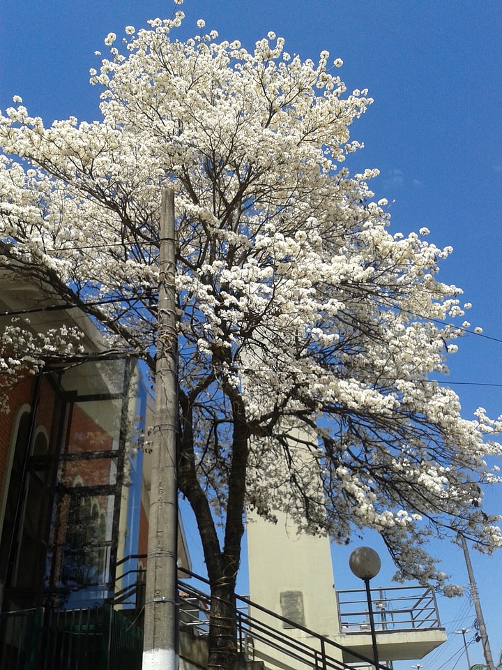 Flowers spring beautiful