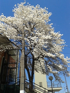 Flowers spring beautiful