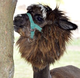 Zoo close up bridle