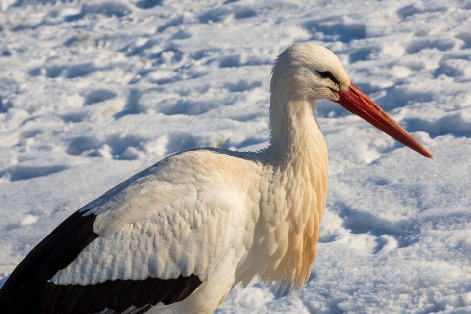 Bird zoo plumage