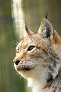 Lynx zoo rostock face photo