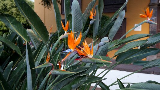 Strelitzia reginae bird of paradise flower parrot flower photo