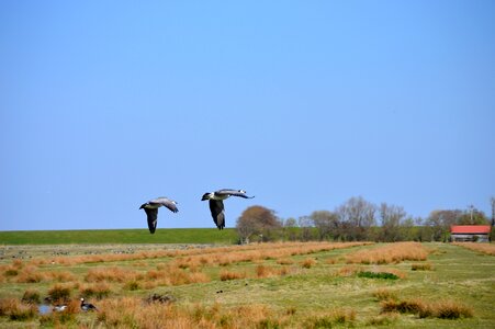 Spring wild geese nature