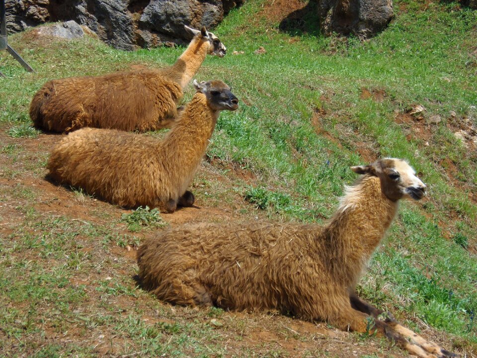 Animals nature mountains