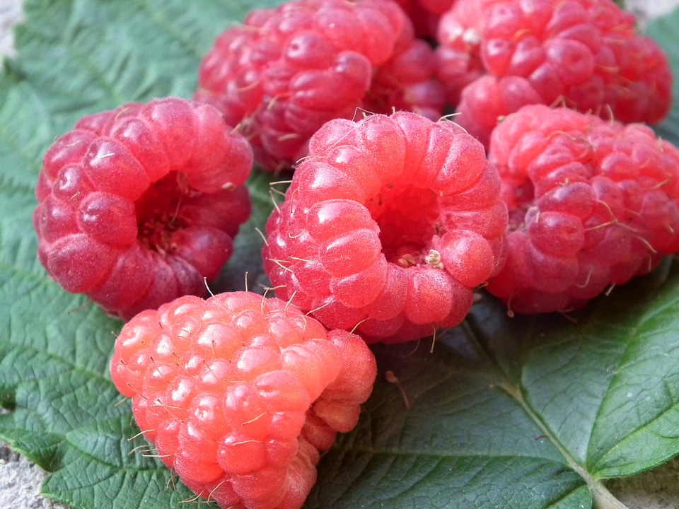 Red sweet fresh
