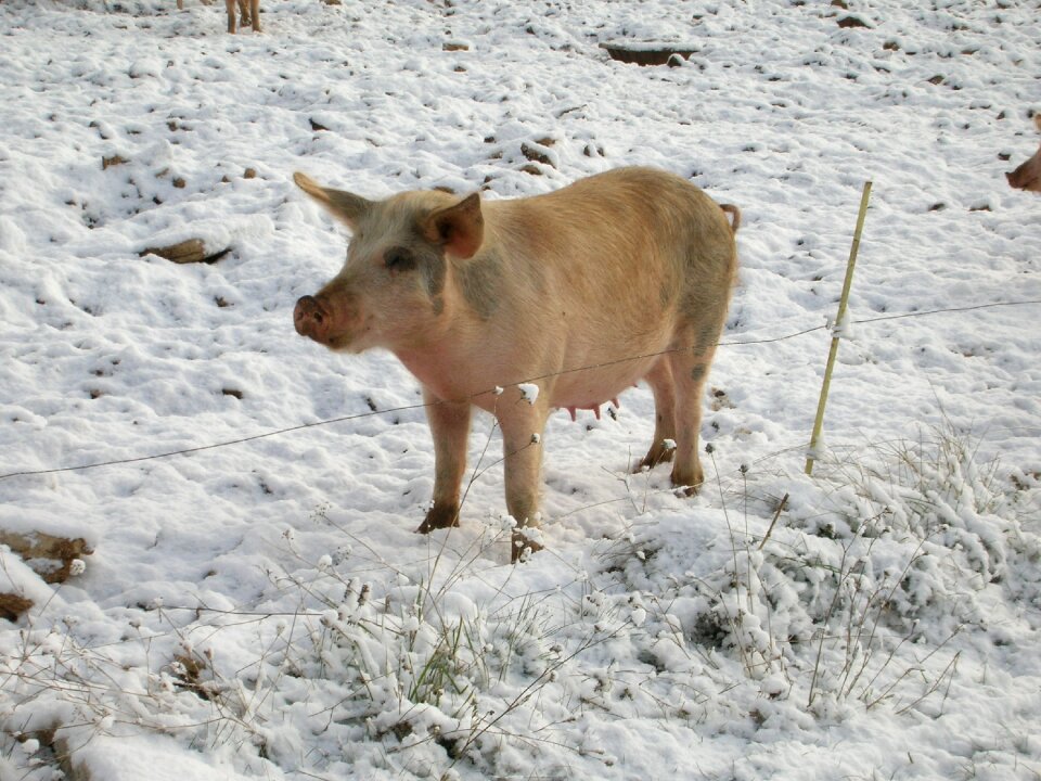 Farming agriculture pork
