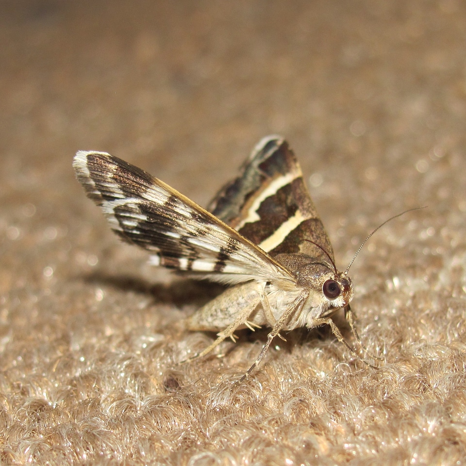 Bugs fly still life