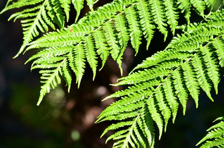 Nature green botany