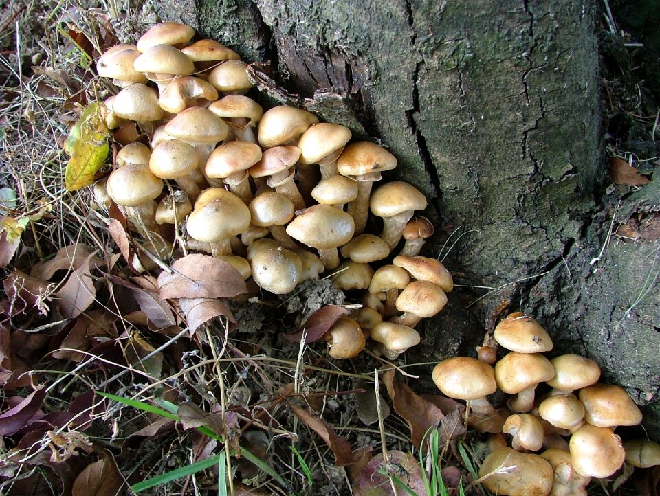 Mushroom nature mushroom group