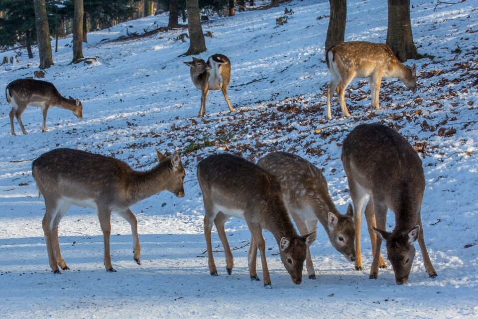 Wild roe deer forest animal