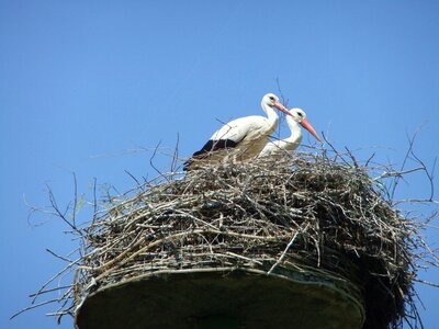 Nature bird nest photo
