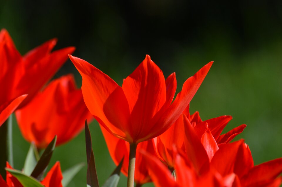 Beauty blooming garden flowers