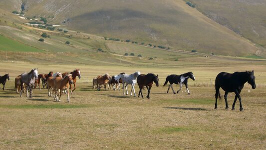 Castelluccio horses piano photo