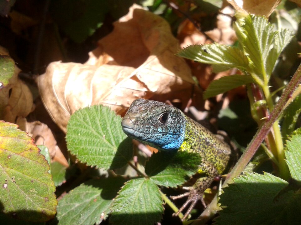 Reptile animal wild
