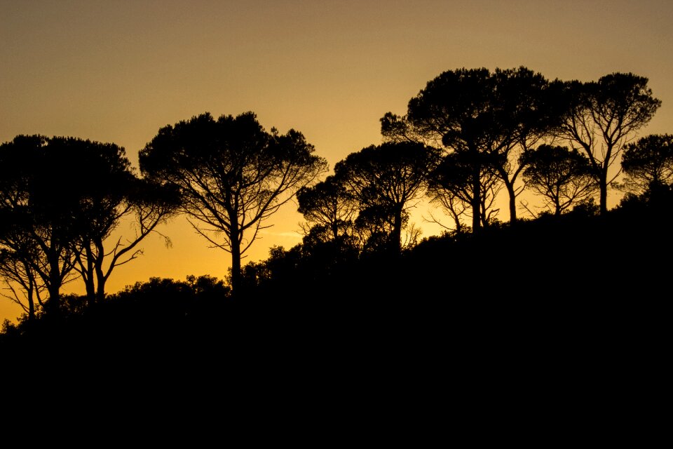 Transversely veto oak forest shadow