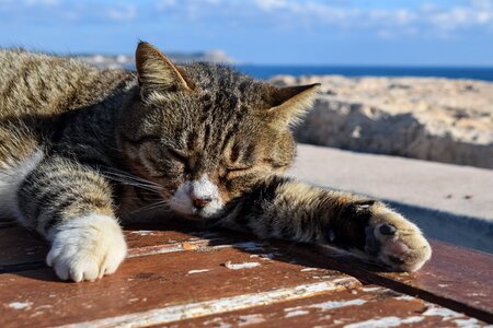 Cute kitty homeless