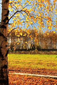 Birch autumn landscape photo