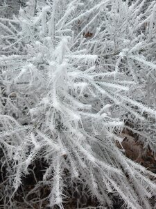 Wintry cold trees photo
