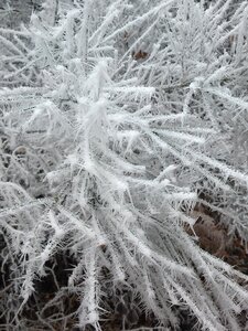 Wintry cold trees