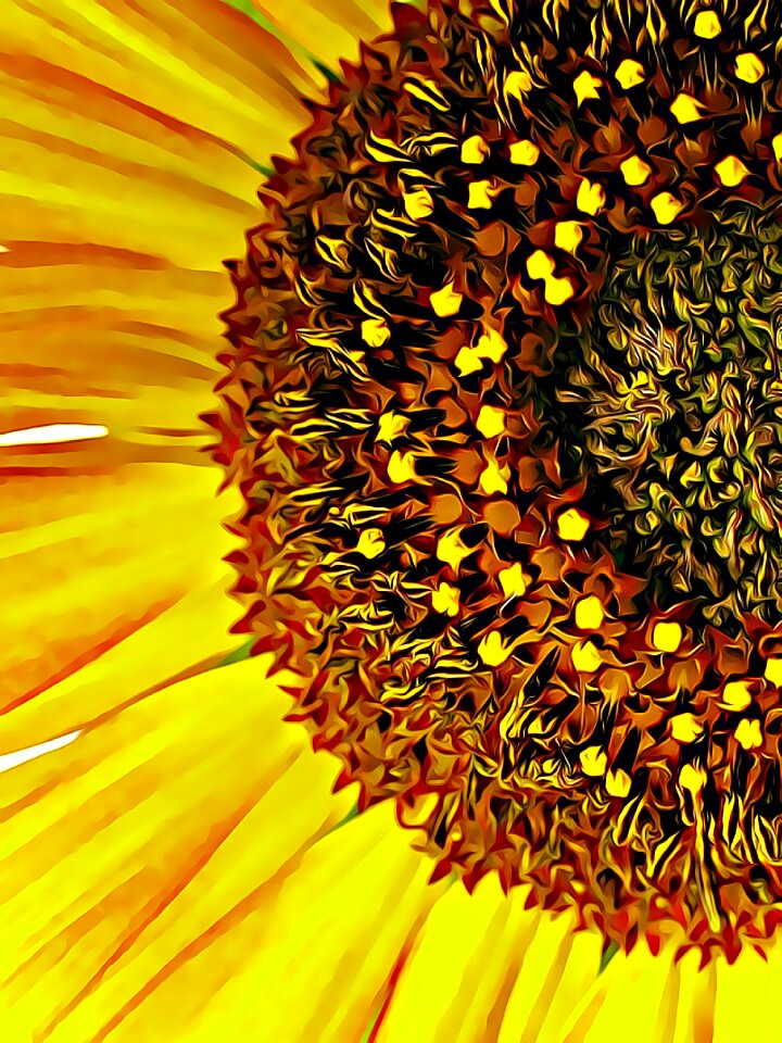 Pistil summer flowers plants