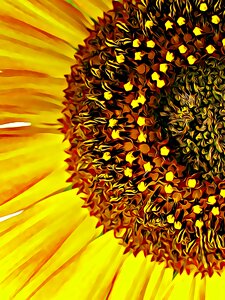 Pistil summer flowers plants