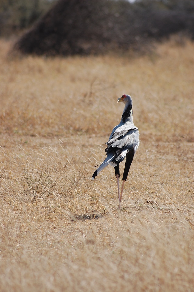 Standing africa avian