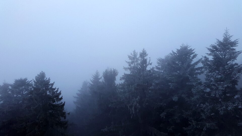 Fog canopy treetop