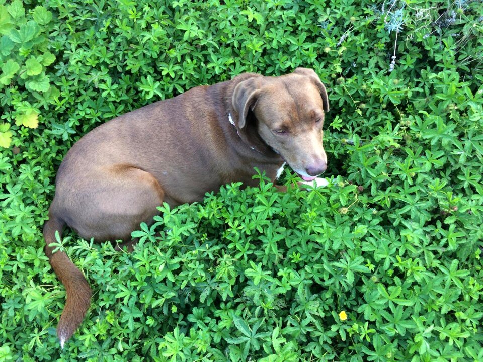 Labradormix scroll dog on brown dog