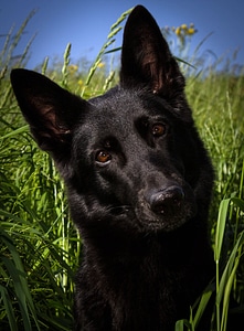 Schäfer dog black german shepherd photo
