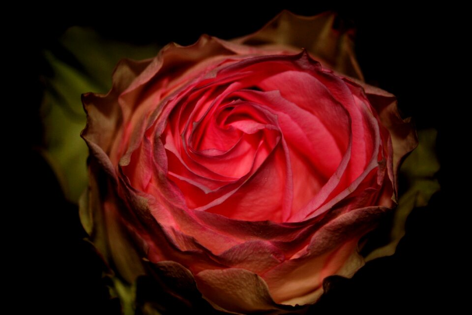 Blossom bloom red rose