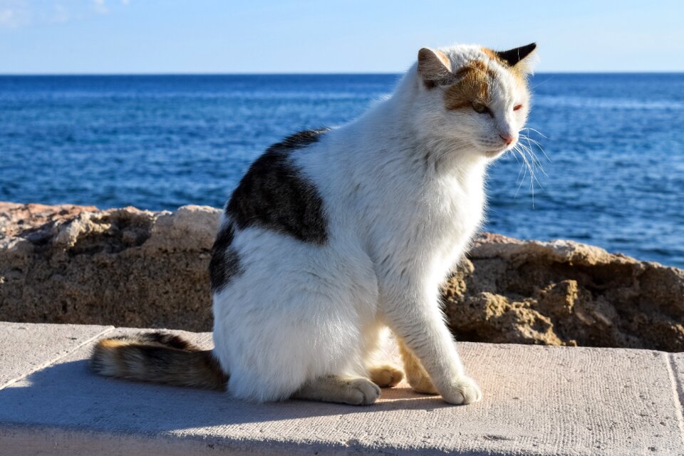 Cute kitty looking