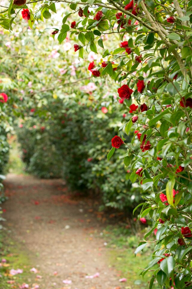 Romantic bloom blossom