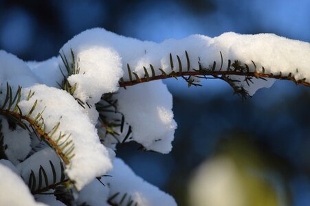 Nature snow pine photo