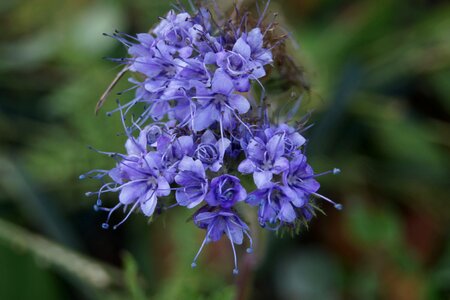 Purple royal blue bright blue