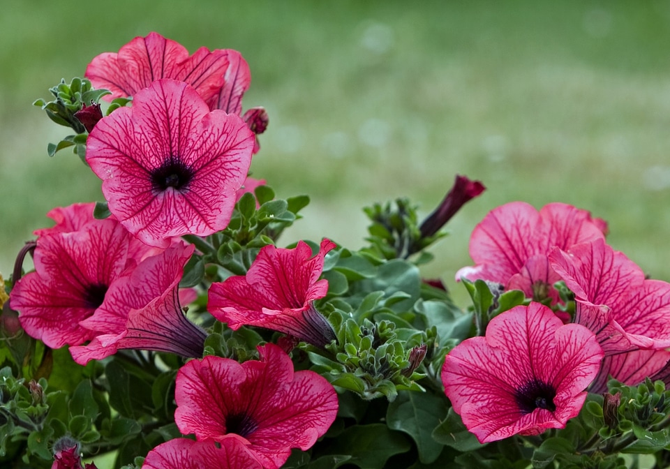 Nature pink hot pink