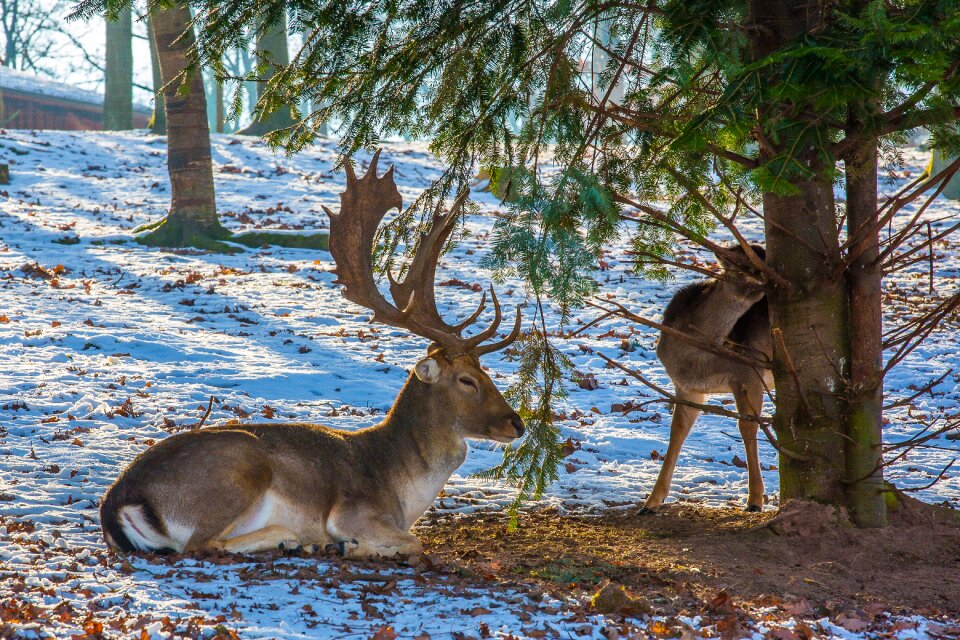Deer park tripsdrill antler